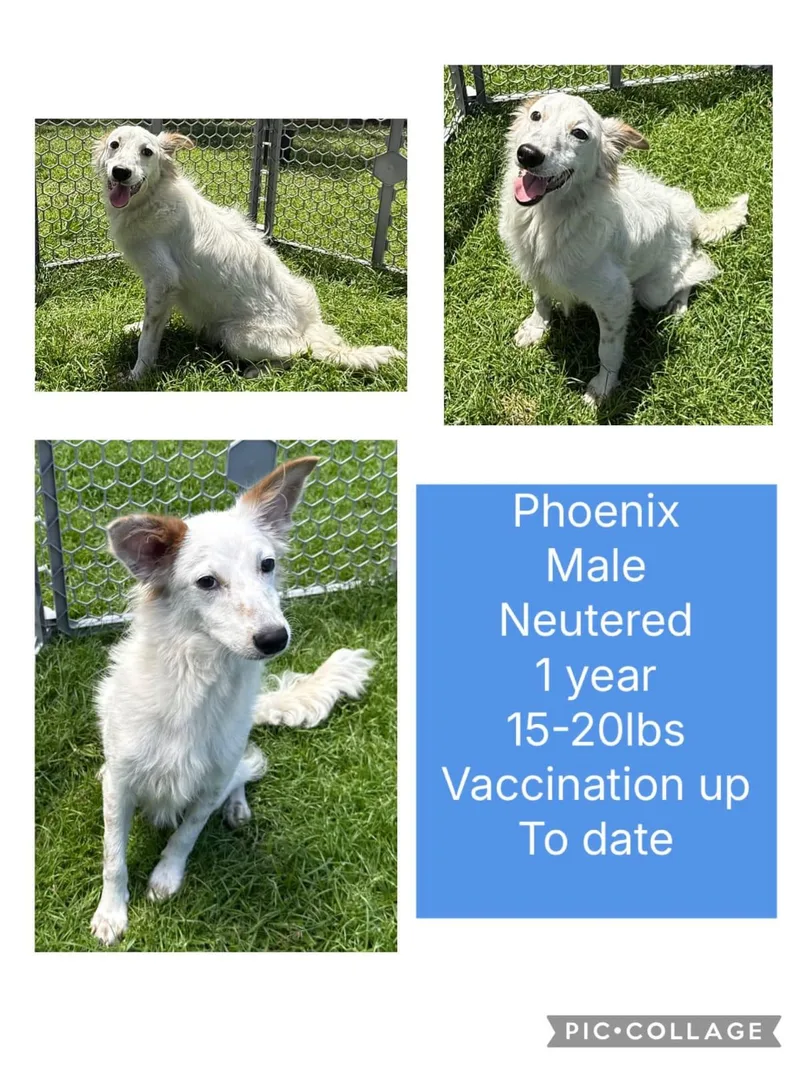 A young small-sized male Mixed Breed dog named Phoenix for adoption in San Juan, PR