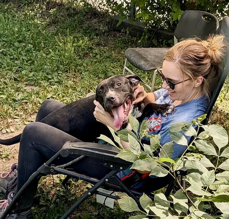 An adult medium-sized female Black Pit Bull Terrier dog named Kettle for adoption in Chicago, IL