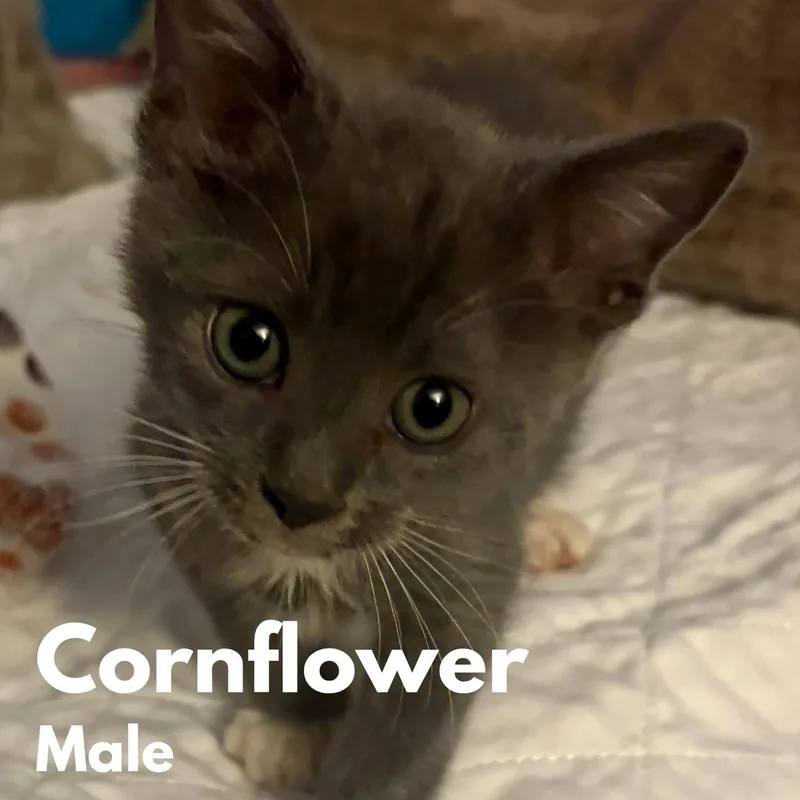 A baby medium-sized male Gray & White Domestic Short Hair cat named Cornflower for adoption in Saint Pete Beach, FL