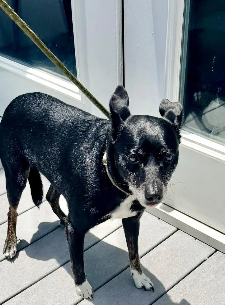 A senior small-sized male Boston Terrier dog named Boomer for adoption in St. Augustine, FL