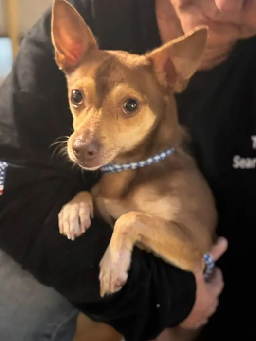 A young small-sized male Chihuahua dog named Zeus for adoption in Matthews, NC