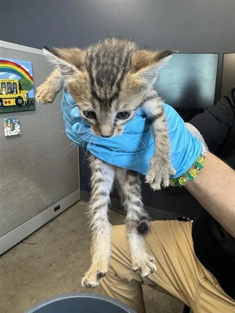 A baby small-sized female Domestic Short Hair cat named Marsha for adoption in San Antonio, TX