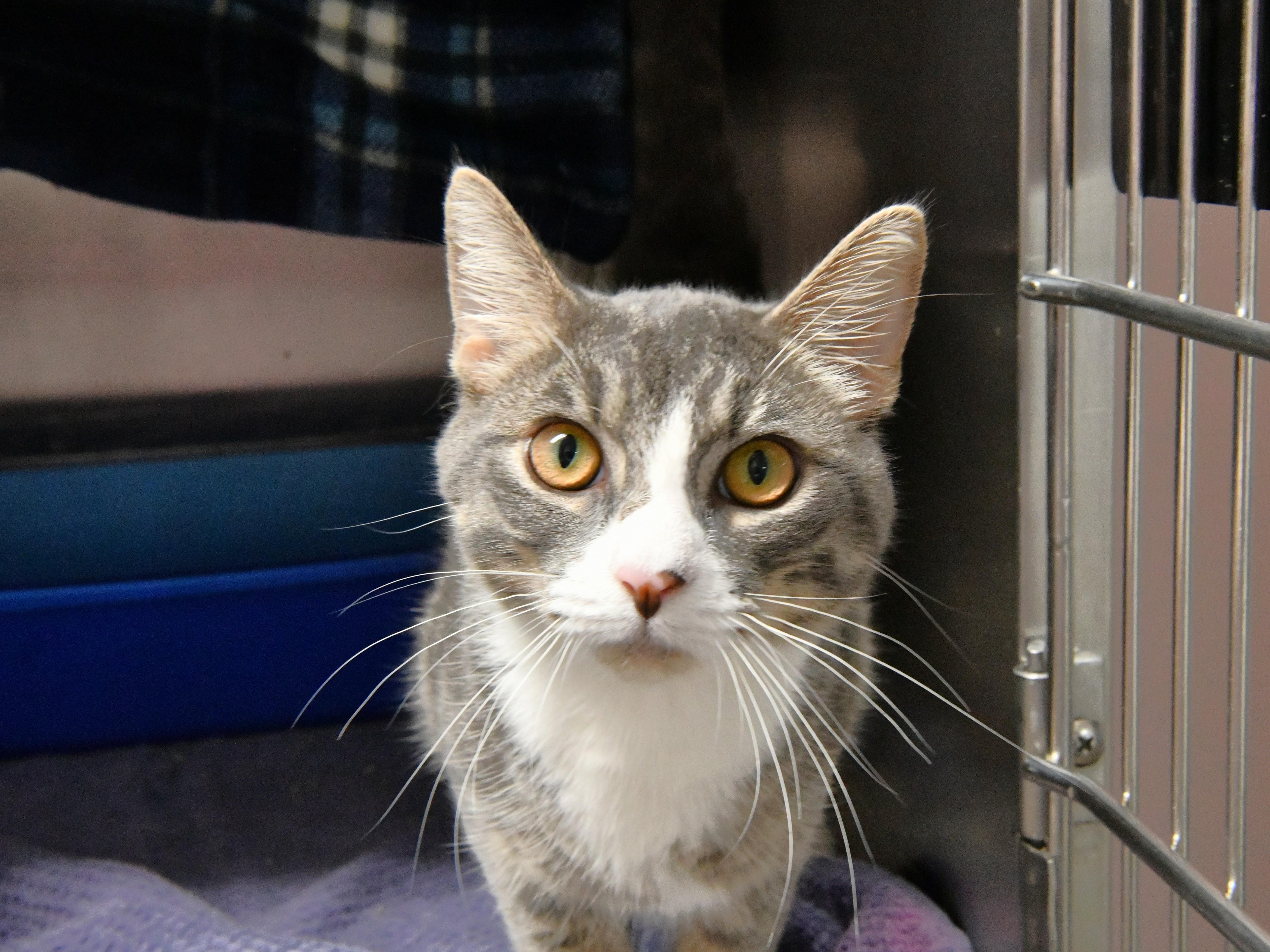 A young medium-sized male Tabby (Gray / Blue / Silver) Domestic Short Hair cat named Smoke for adoption in Fairhope, AL