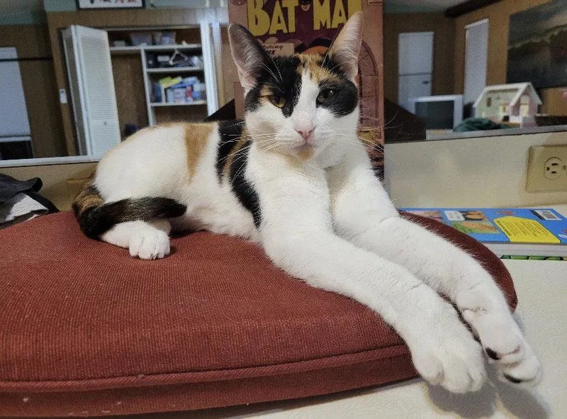 An adult medium-sized female Calico cat named Grace for adoption in Hillsboro, OR