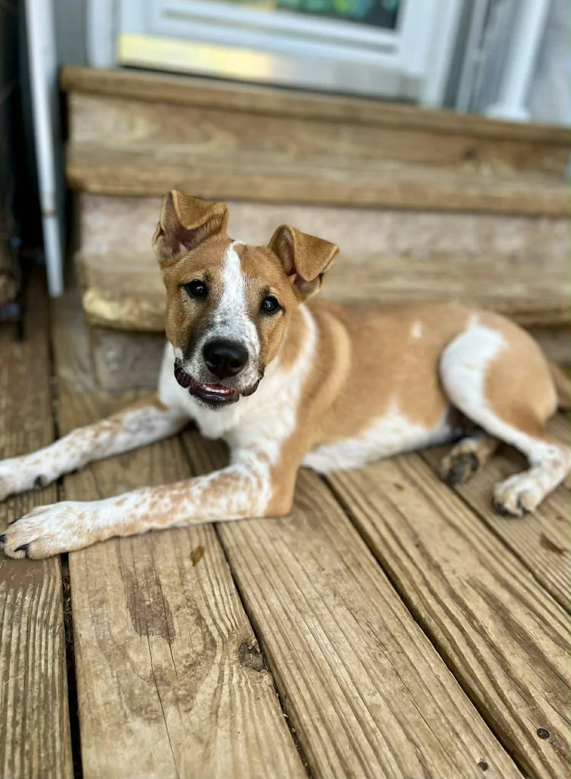 Macie