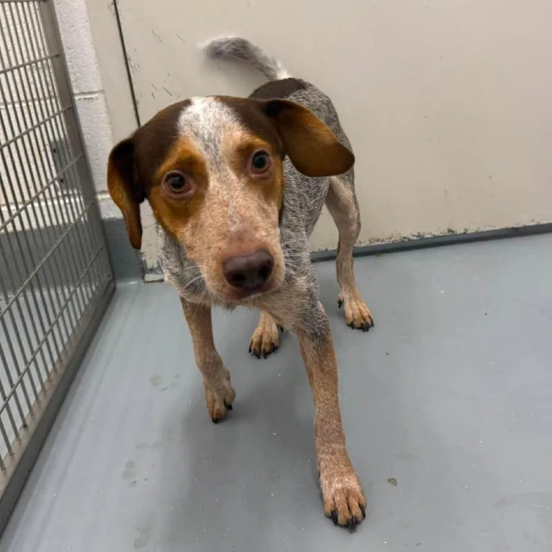 A young medium-sized male Red / Chestnut / Orange Beagle dog named Murphy for adoption in Rocky Mount, VA