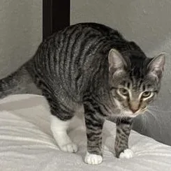 A baby medium-sized female Tabby (Gray / Blue / Silver) Domestic Short Hair cat named Lk for adoption in Liverpool, TX