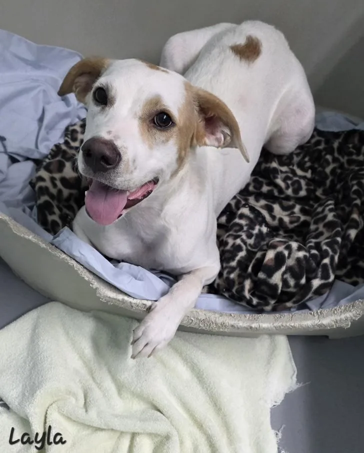 A young medium-sized female Hound dog named Layla for adoption in Key Largo, FL