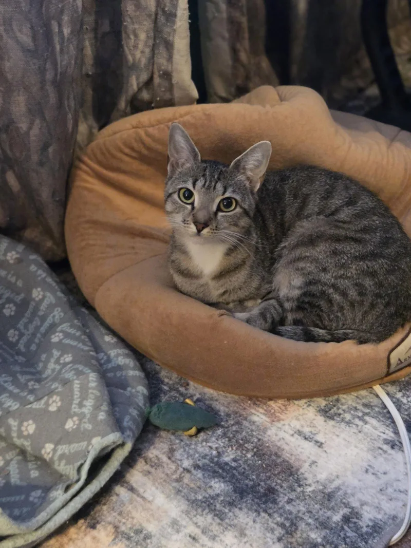 Tabby