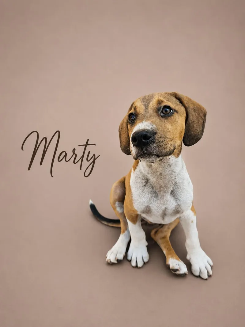A baby medium-sized male Beagle dog named Marty for adoption in MYRTLE BEACH, SC