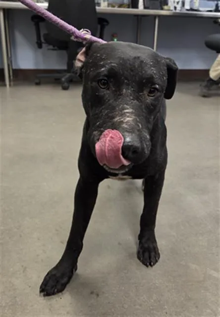 An adult large-sized male Pit Bull Terrier dog named Sushi for adoption in Phoenix, AZ