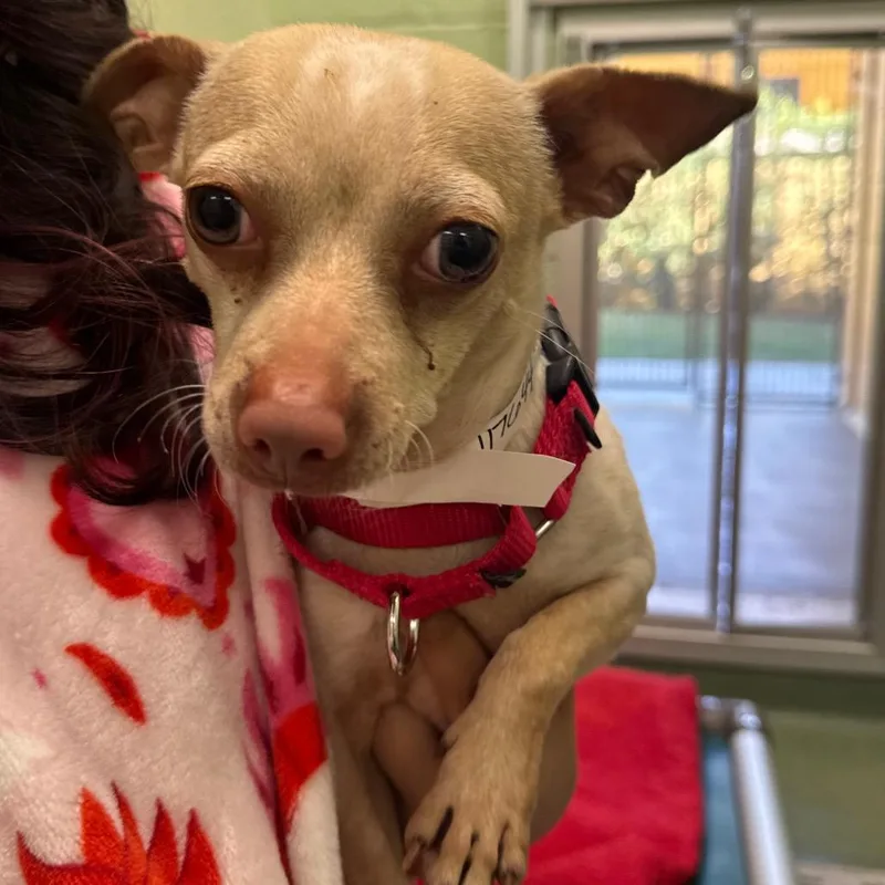 An adult small-sized male Yellow / Tan / Blond / Fawn Chihuahua dog named Harley for adoption in West Palm Beach, FL