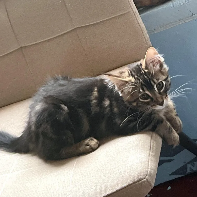 Yoda