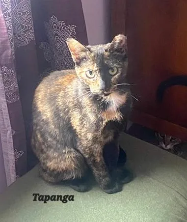 A young medium-sized female Tortoiseshell Domestic Short Hair cat named Tapanga for adoption in Catasauqua, PA