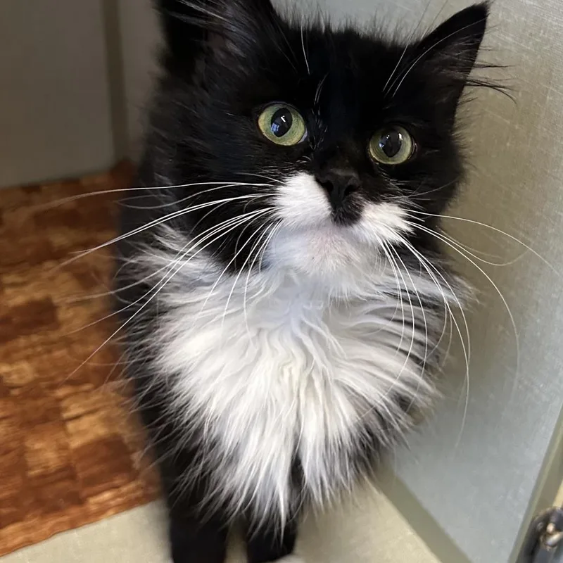 An adult medium-sized female Black Domestic Long Hair cat named Truffle for adoption in Monroe, MI
