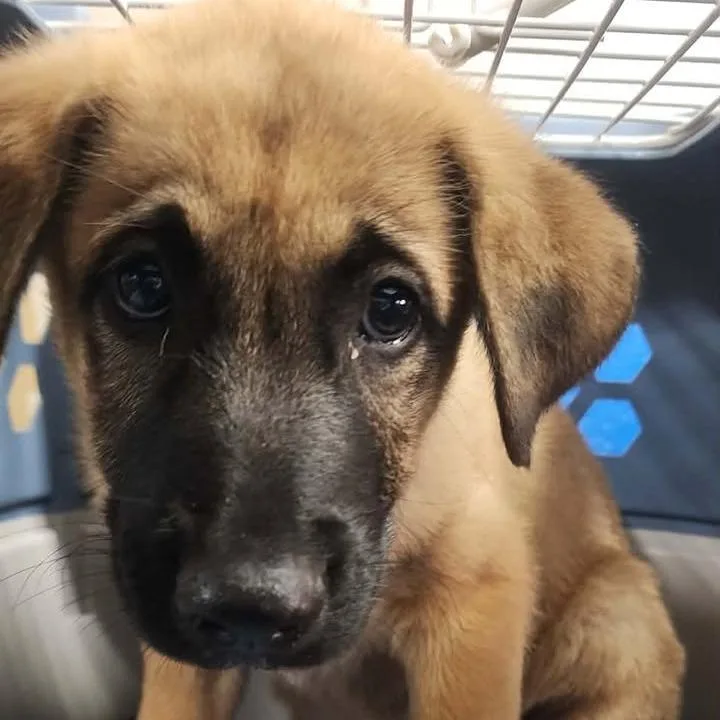 A baby small-sized male Yellow / Tan / Blond / Fawn German Shepherd Dog dog named Graham for adoption in Beaumont, TX