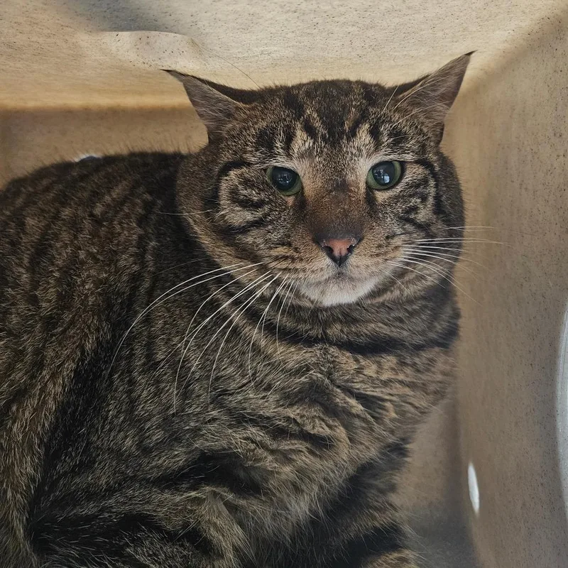 An adult medium-sized male Brown / Chocolate Domestic Short Hair cat named Hotch for adoption in Tacoma, WA