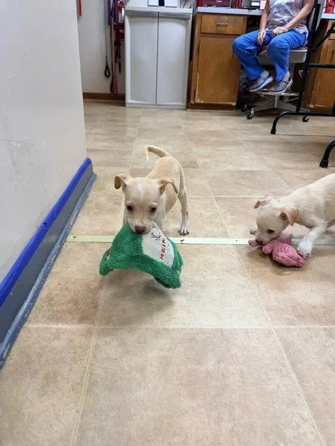 A young medium-sized female Chihuahua dog named Madonna for adoption in Raleigh, NC