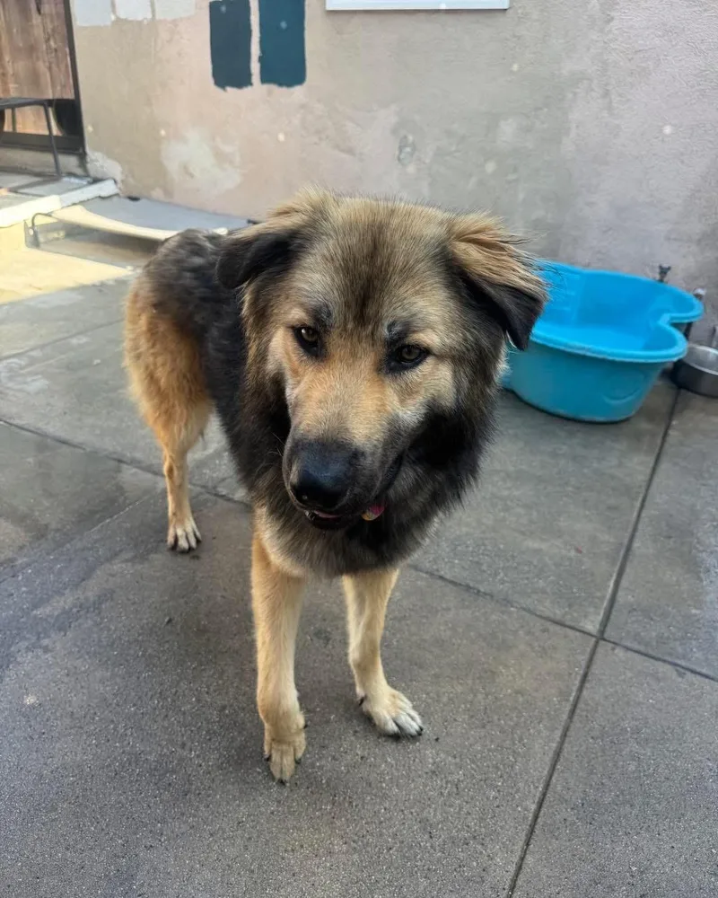 A young large-sized male Black German Shepherd Dog dog named Grover for adoption in New Rochelle, NY