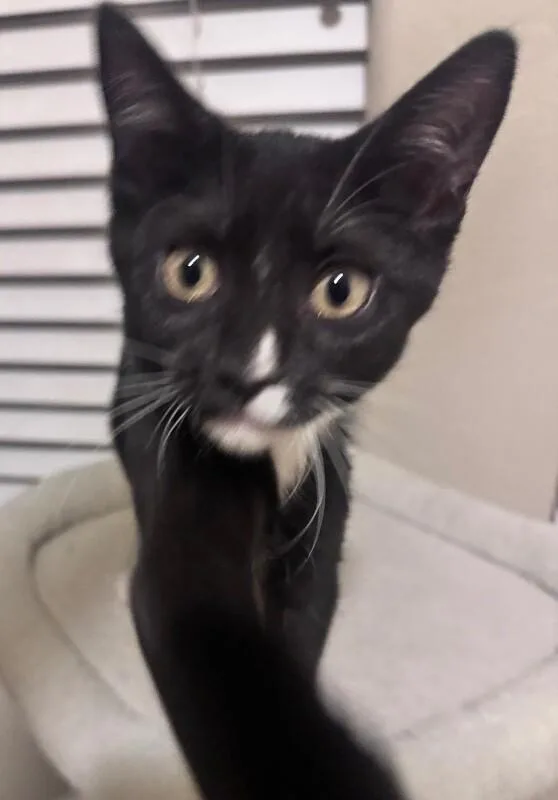 A baby small-sized female Black Tuxedo cat named Killian Lucky Charms for adoption in Anthem, AZ