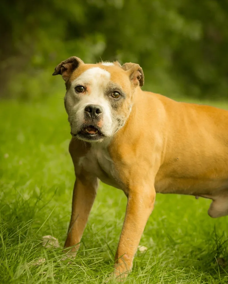 An adult medium-sized male Golden American Bulldog dog named Crackerjack for adoption in Bridgeport, CT