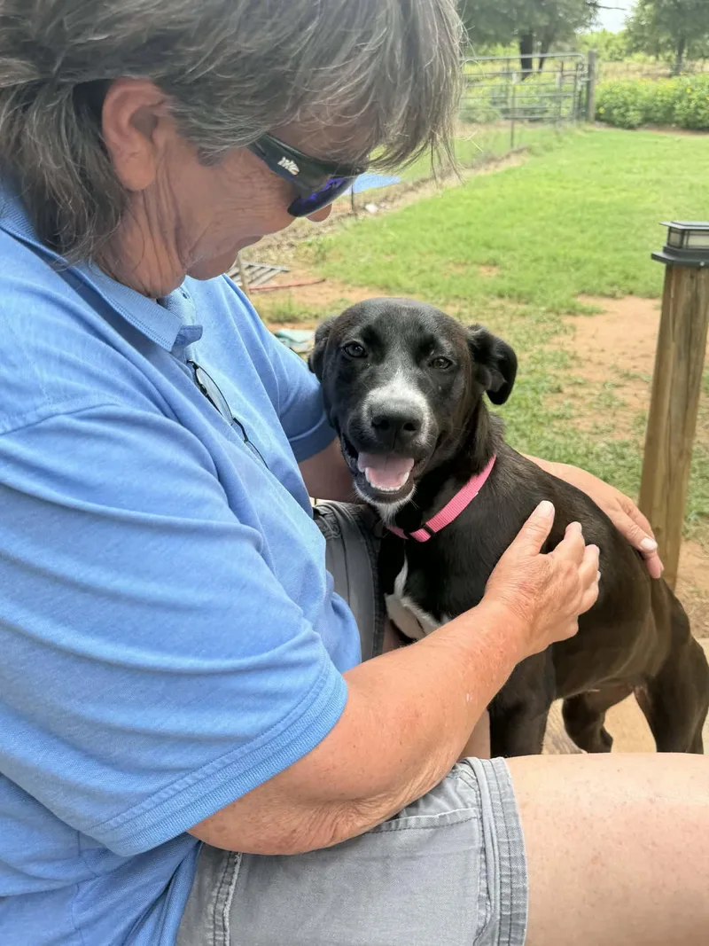 A young medium-sized female Labrador Retriever dog named Dolly for adoption in Newport, NH