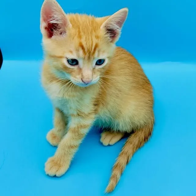 A baby medium-sized male Domestic Short Hair cat named Broccoli for adoption in Springfield, MO