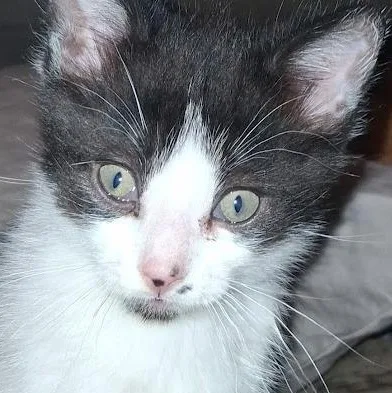 A baby small-sized male Black Domestic Short Hair cat named Oregano for adoption in Grand Rapids, MN