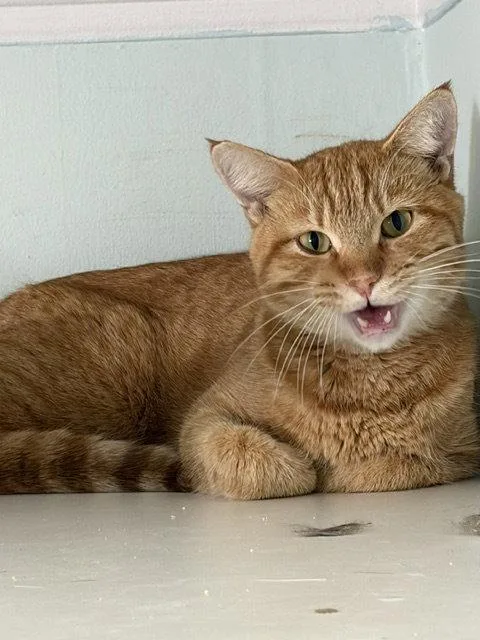 An adult medium-sized male Tabby cat named Guppy for adoption in Chicago, IL