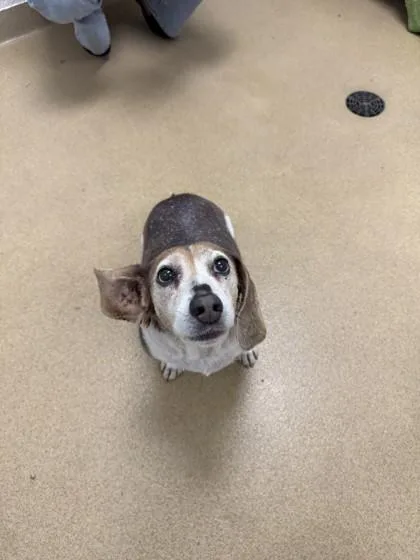 A senior medium-sized male Beagle dog named SC Milo for adoption in North Miami Beach, FL
