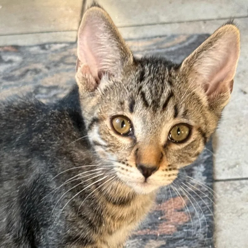 A baby small-sized male Gray / Blue / Silver Domestic Short Hair cat named Apollo City Of for adoption in Chino Hills, CA