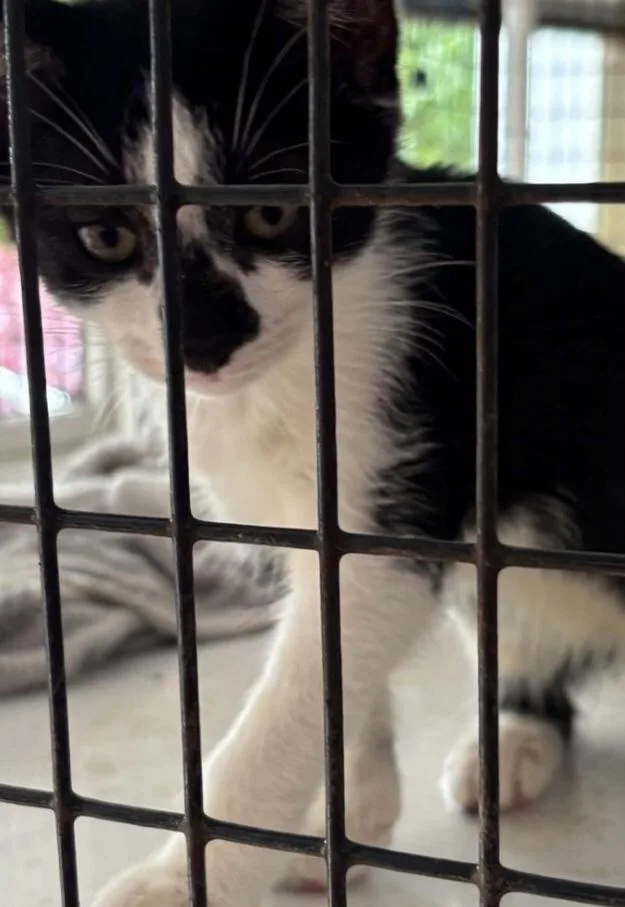 A baby medium-sized female Black & White / Tuxedo Domestic Short Hair cat named Oreo for adoption in Parma, OH
