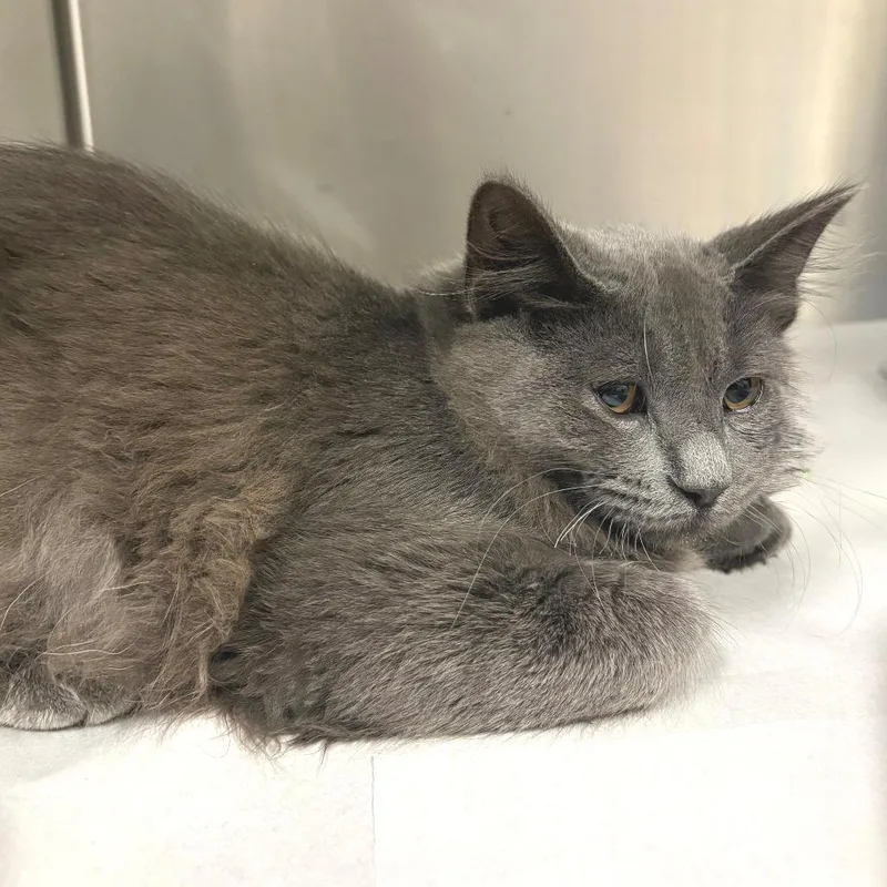 A young medium-sized male Gray / Blue / Silver Domestic Short Hair cat named Watson for adoption in East Hampton, NY