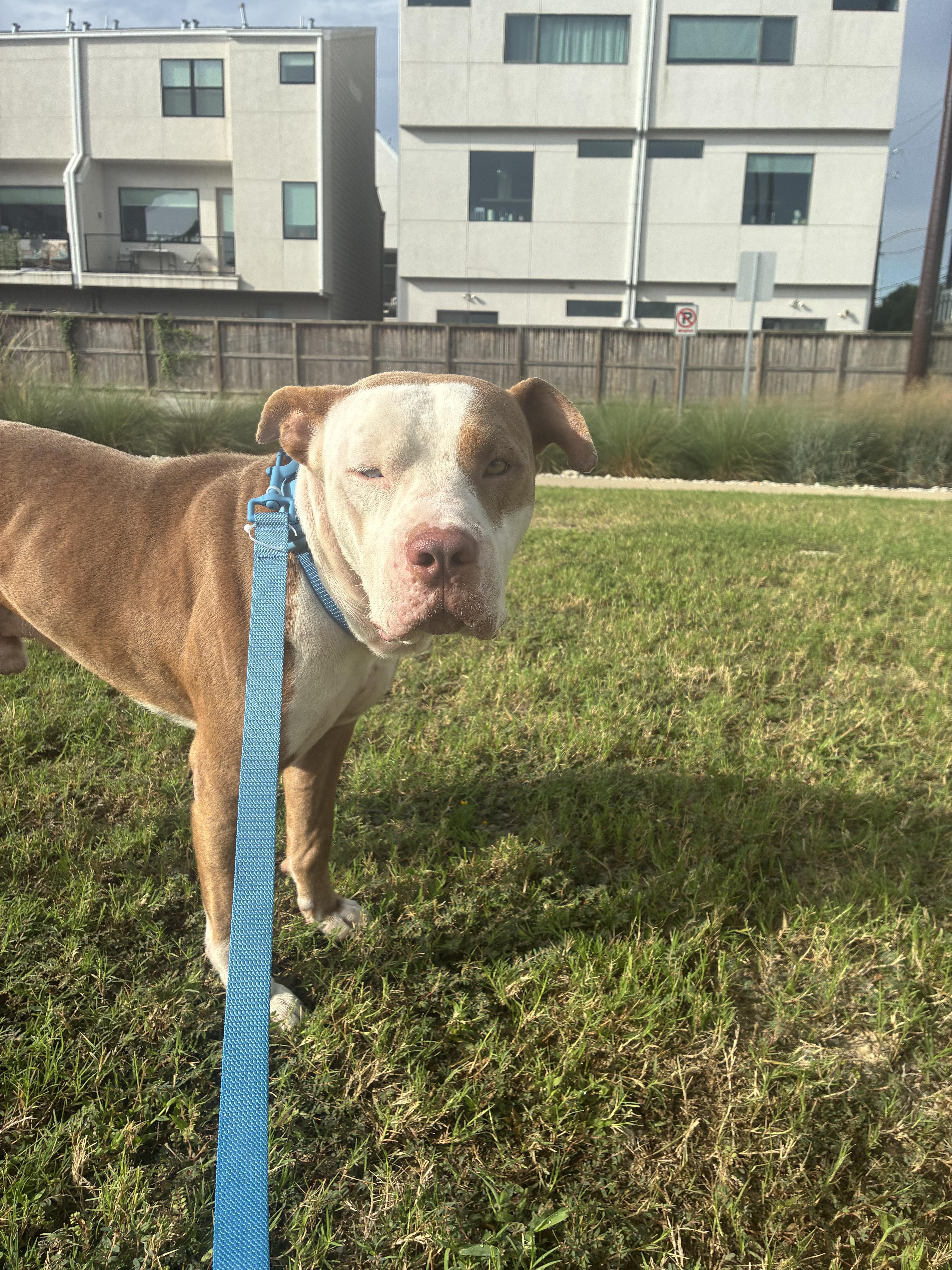 A young medium-sized male American Staffordshire Terrier dog named Sweet Parker for adoption in Houston, TX