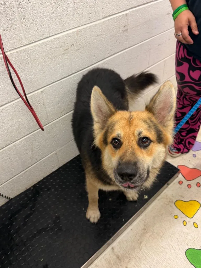 Dollar Tree Dog