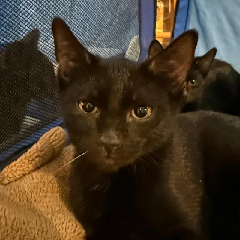 A baby small-sized female Black Domestic Short Hair cat named Aleppo for adoption in Chicago, IL