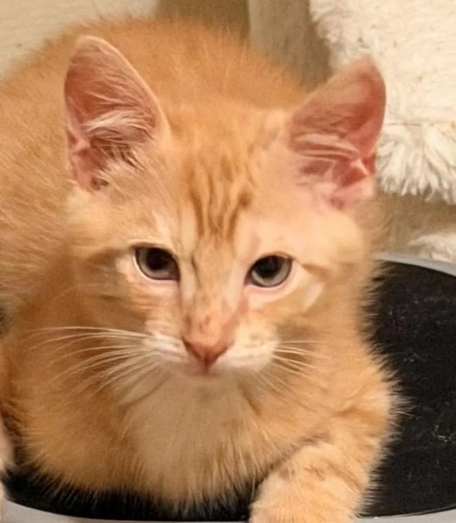 A baby medium-sized male Tabby (Orange / Red) Domestic Short Hair cat named Ozzy for adoption in San Diego, CA