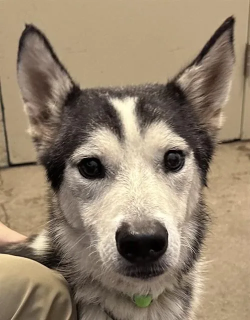 Koda