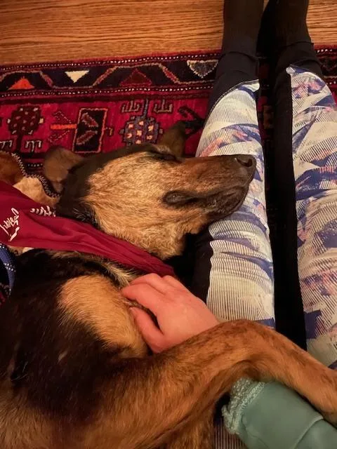 An adult large-sized male Brown / Chocolate Shepherd dog named Buddy for adoption in Littleton, CO