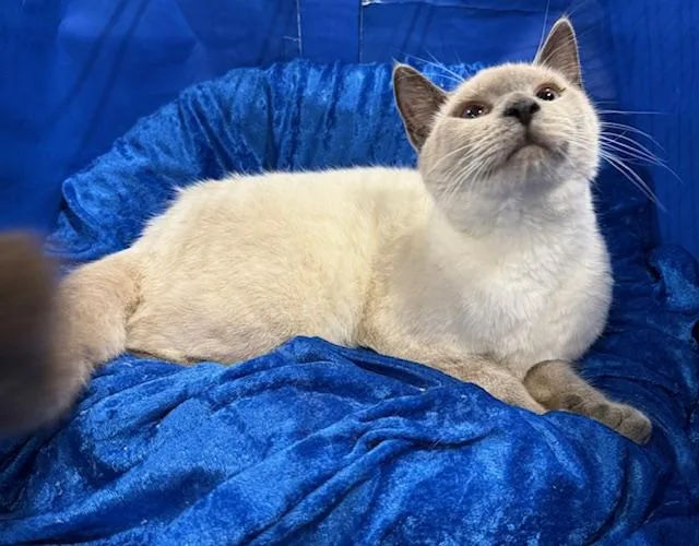 Bella