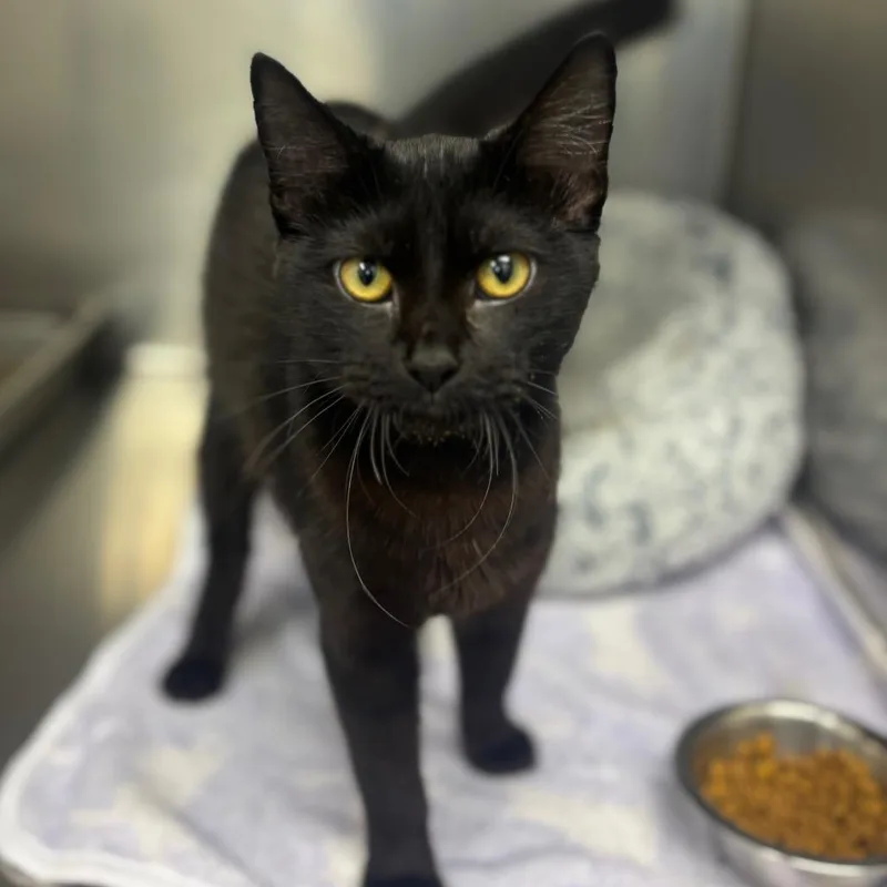 A young medium-sized female Black Domestic Short Hair cat named Doja for adoption in Marshalltown, IA