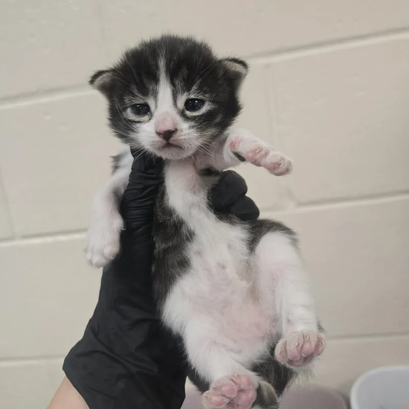 A baby small-sized female Domestic Short Hair cat named Patter for adoption in Reno, NV