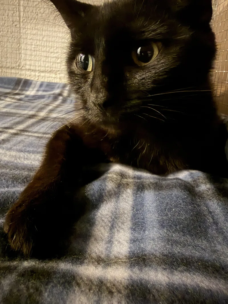 A baby medium-sized male Black Domestic Short Hair cat named Henry for adoption in Greensburg, PA