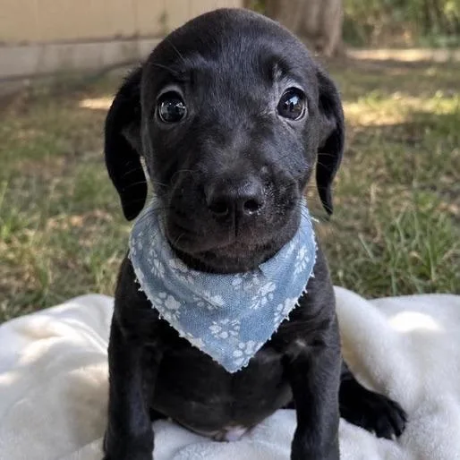 A baby medium-sized male Black Mixed Breed dog named Jet for adoption in Buffalo, MN