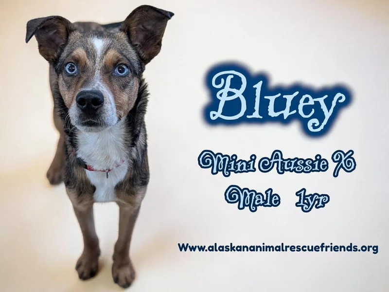 An adult small-sized male Australian Cattle Dog / Blue Heeler dog named Bluey for adoption in Anchorage, AK