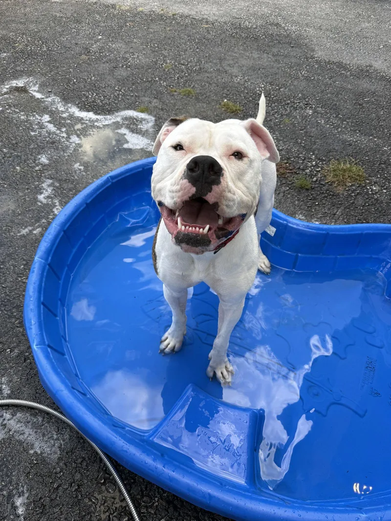 A young extra large-sized male American Bulldog dog named Chance for adoption in Elizabethtown, PA