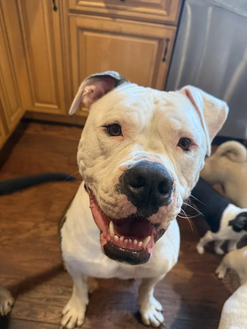 Chance thumbnail 3