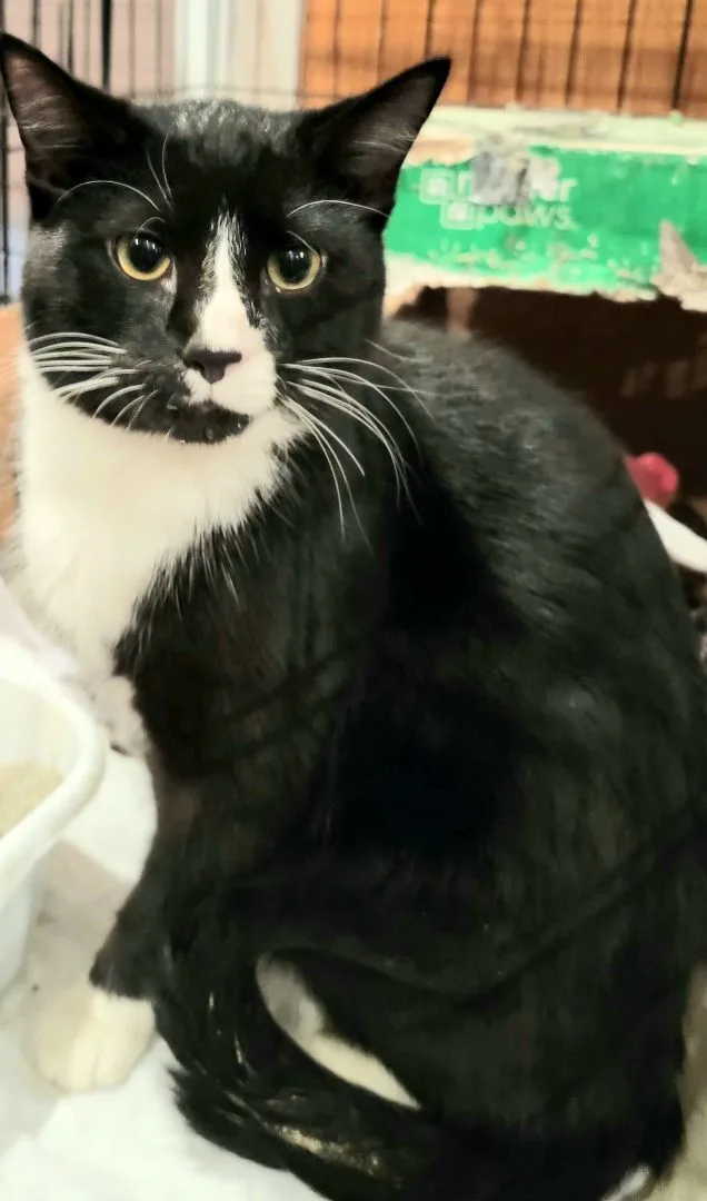 An adult large-sized male Black Bombay cat named Baby Luck for adoption in Lyons, IL