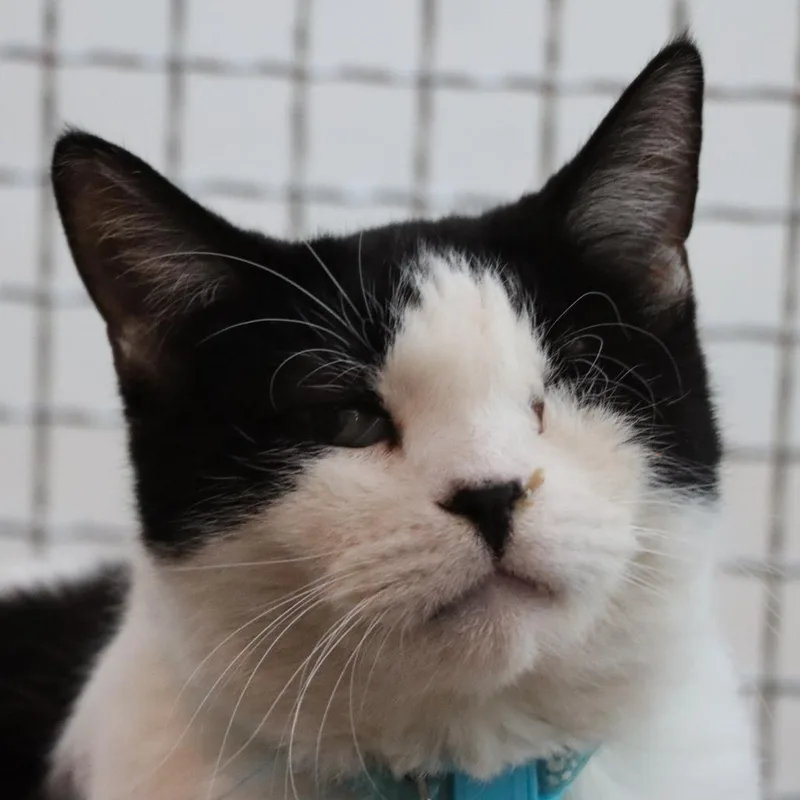 Swiss Roll thumbnail 2