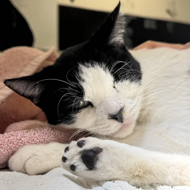 Swiss Roll thumbnail 3